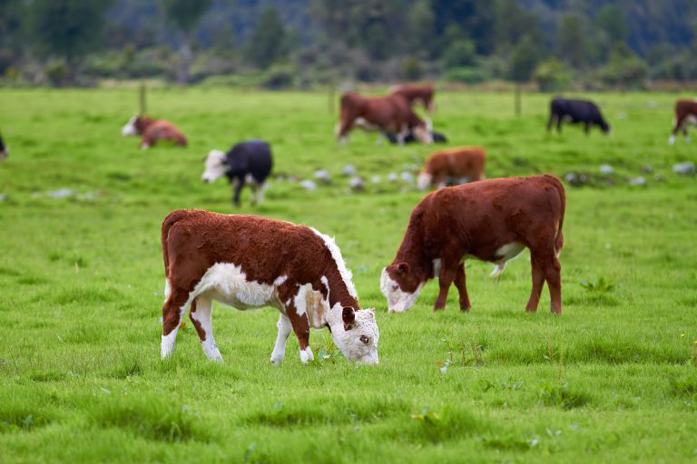 best grass fed whey protein